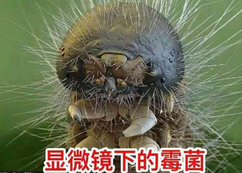 爆款脱霉剂生物脱霉不吸附营养保肝护肾修复粘膜