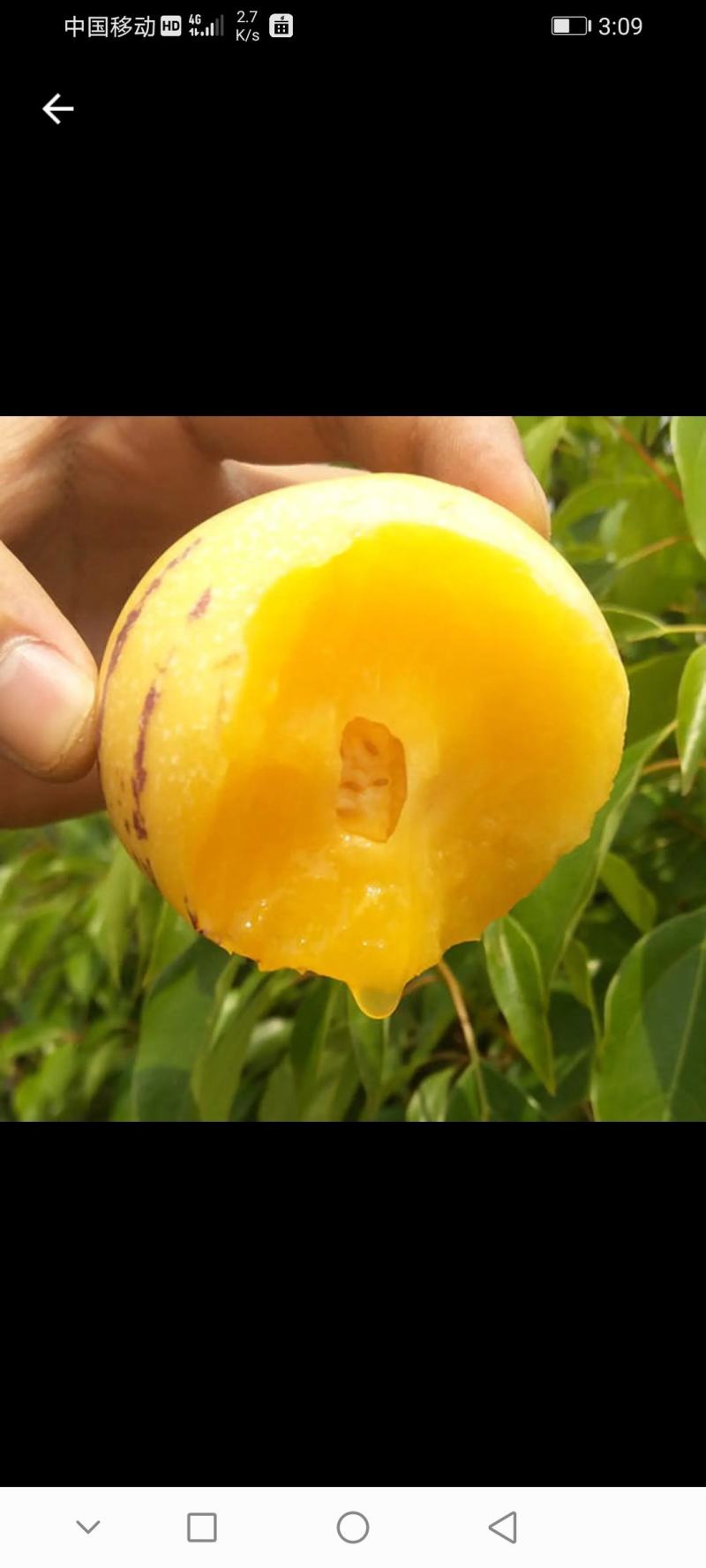 云南石林人参果，产地直发