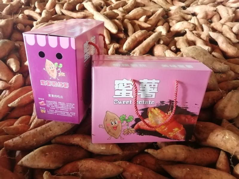 蜜薯红心烟薯25号流油山东油烟蜜薯烤地瓜专用流油红薯河北