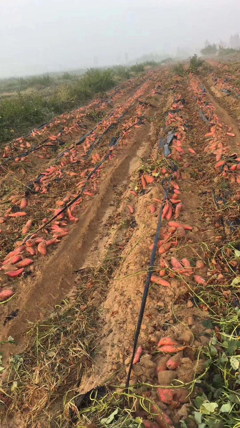 蜜薯红心烟薯25号流油山东油烟蜜薯烤地瓜专用流油红薯河北