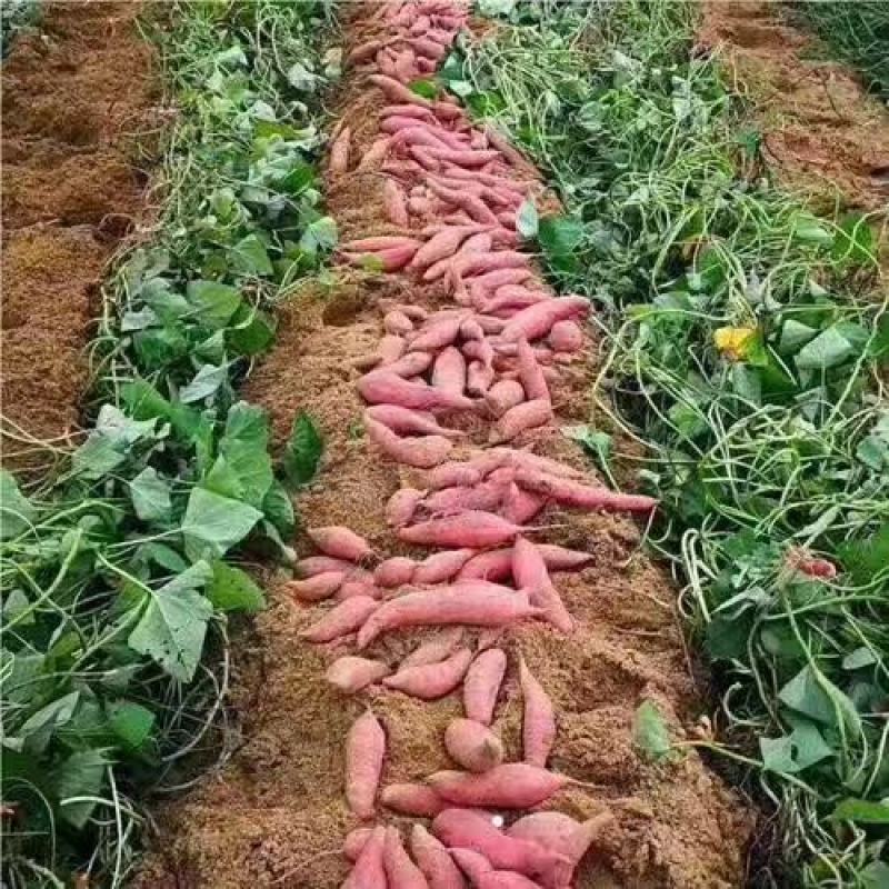 烟薯25号红薯山东沙地烟蜜薯烤地瓜烤专用产地一件代发