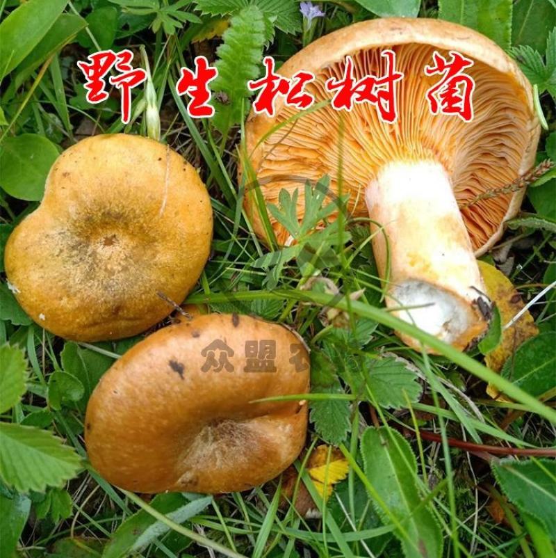 高原野生食用菌鲜货松树菌干货精品！新鲜松树菌