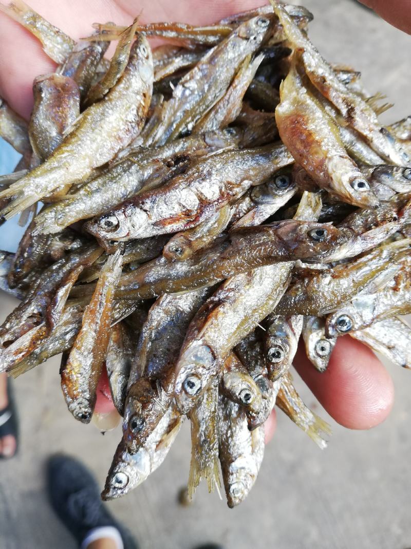 油炸鱼干、油炸白肖鱼、自然鱼干、水库鱼干、河水鱼干
