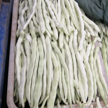 唐山乐亭县白条豆角大量上市了
