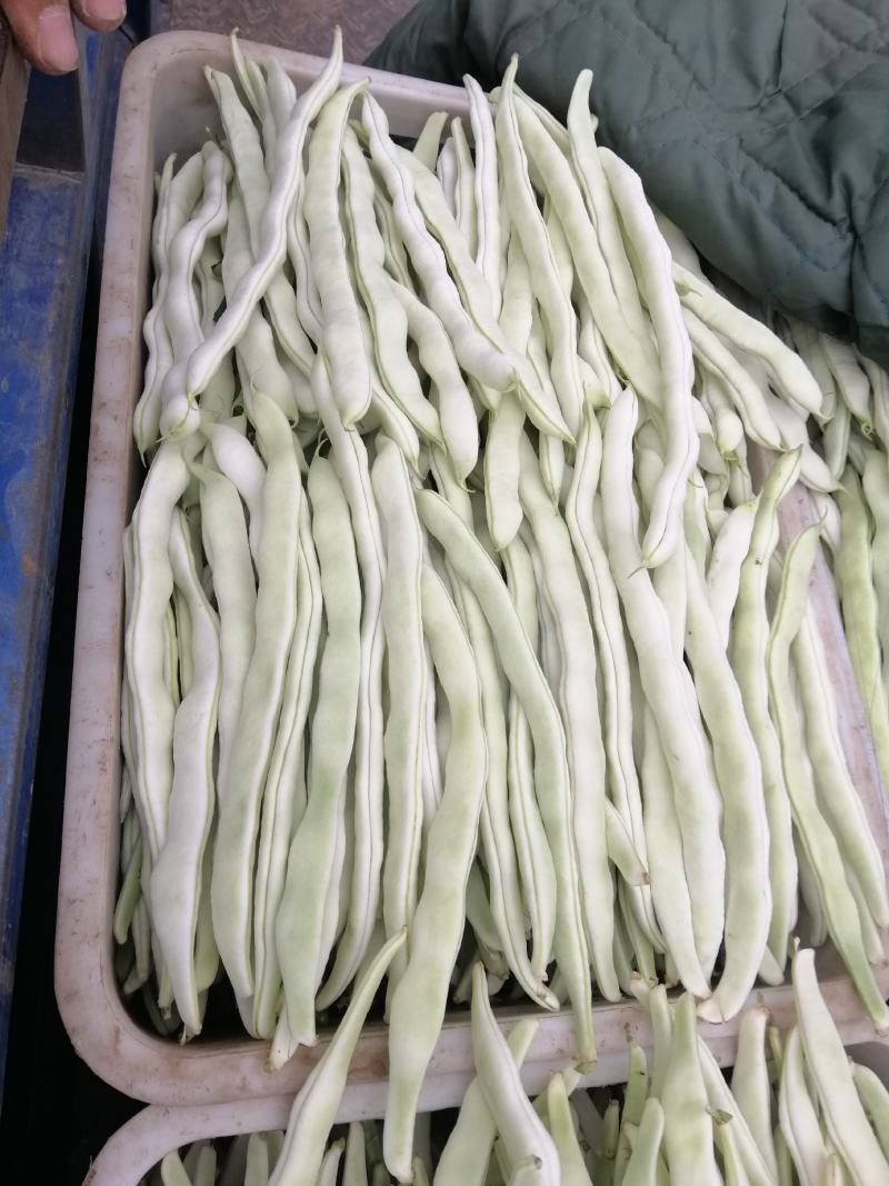 唐山乐亭县白条豆角大量上市了