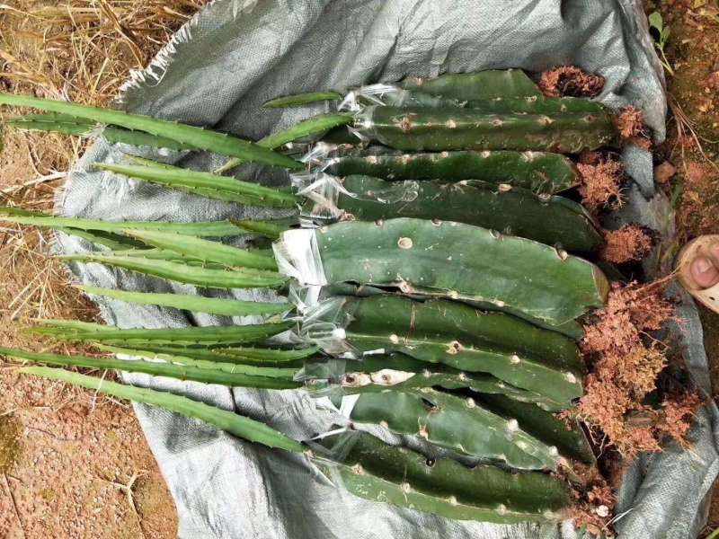 火龙果无刺黄龙燕窝麒麟金都一号红皮燕窝火龙果苗