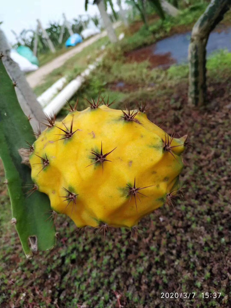 火龙果无刺黄龙燕窝麒麟金都一号红皮燕窝火龙果苗