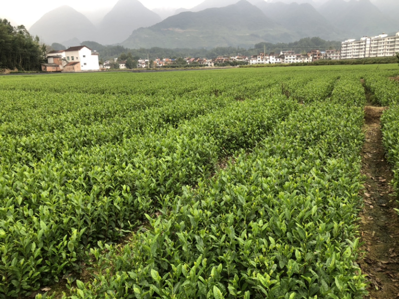 茶苗，陕茶一号，平阳特早，扦插苗品质好，有保障，