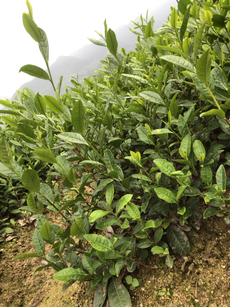 茶苗，陕茶一号，平阳特早，扦插苗品质好，有保障，