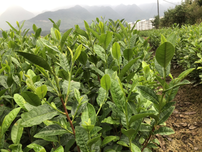 茶苗，陕茶一号，平阳特早，扦插苗品质好，有保障，
