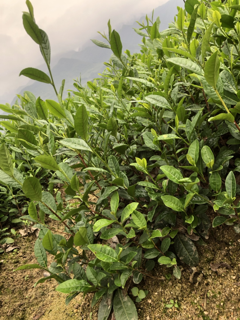 茶苗，陕茶一号，平阳特早，扦插苗品质好，有保障，