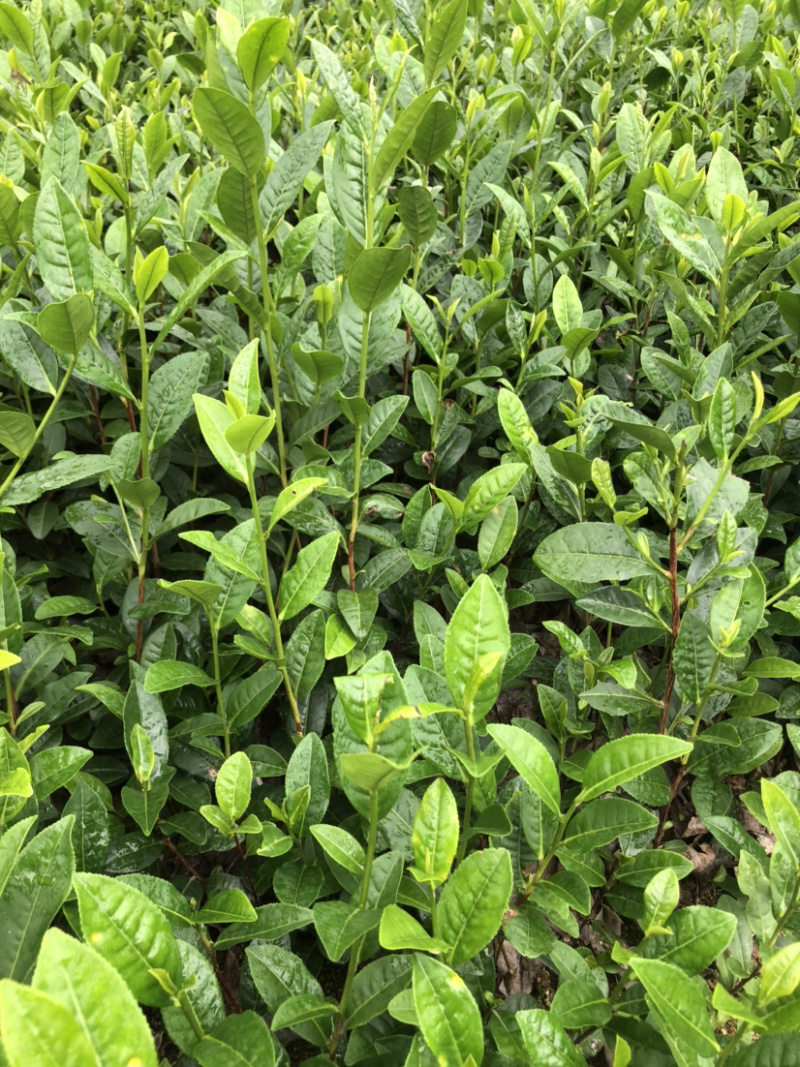 茶苗，陕茶一号，平阳特早，扦插苗品质好，有保障，
