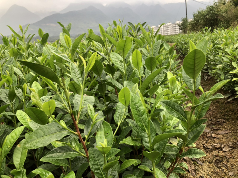 茶苗，陕茶一号，平阳特早，扦插苗品质好，有保障，