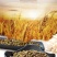 熟绿豆绿豆低温烘焙五谷杂粮磨坊粉豆浆粉原料