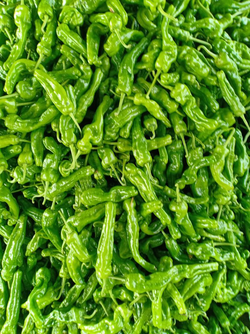 薄皮辣椒，芜湖椒，15～25，产地直供，一手货源。