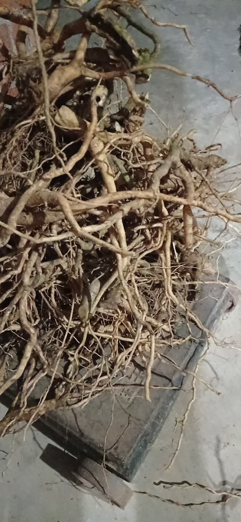 黄花倒水莲鲜货，广西产地货，根须肥厚，煲汤泡酒**