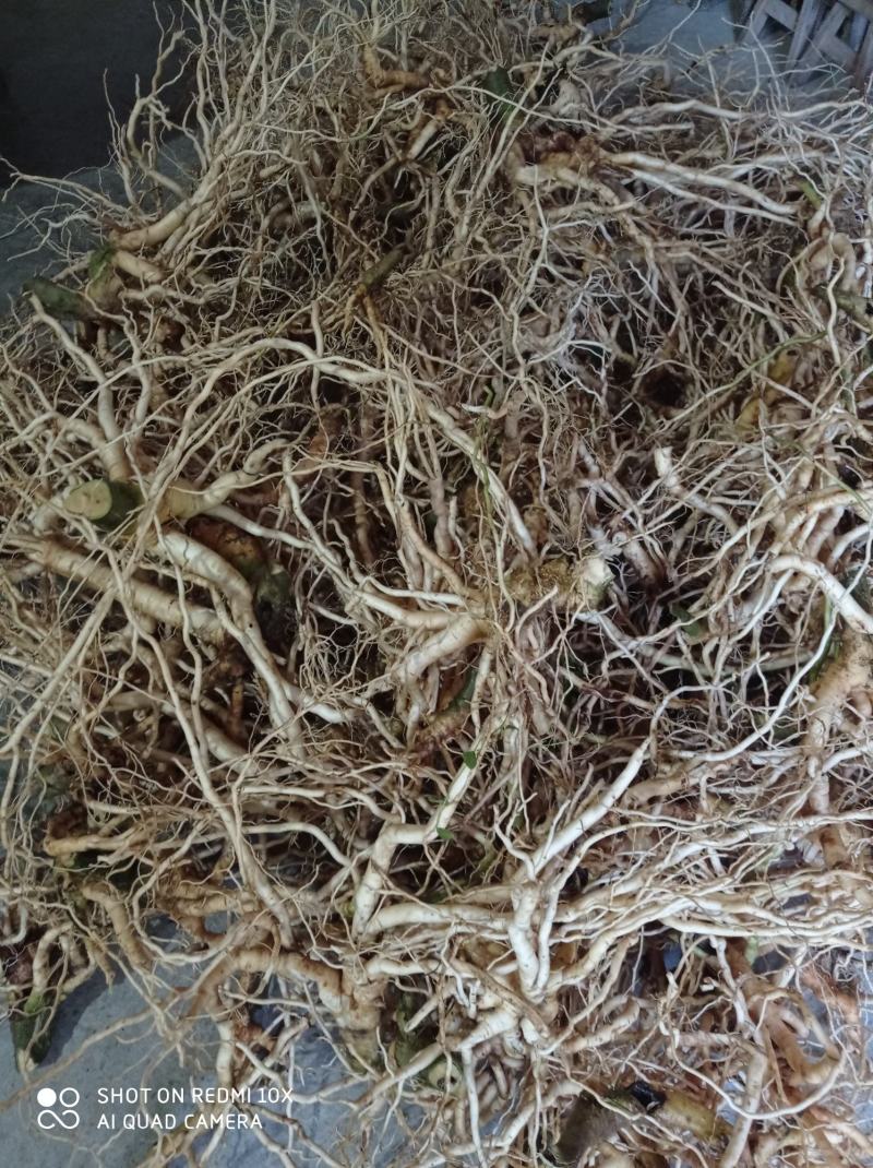 黄花倒水莲鲜货，广西产地货，根须肥厚，煲汤泡酒**