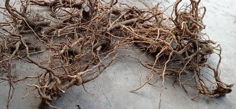 黄花倒水莲鲜货，广西产地货，根须肥厚，煲汤泡酒**