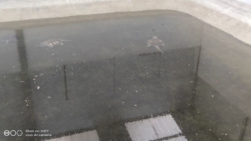 精品鳄鱼，大的小的，中型的