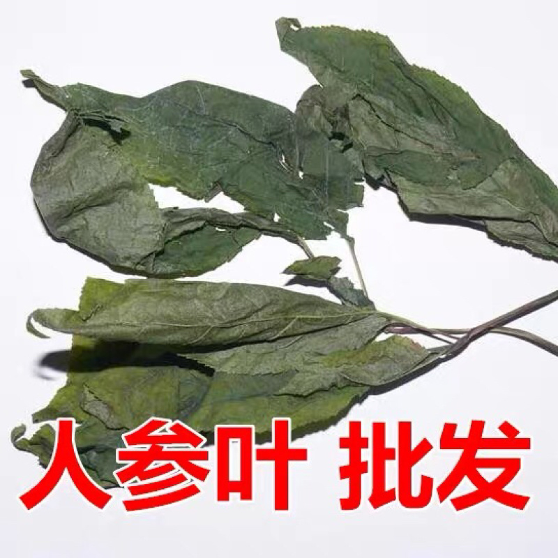 人参叶一手货源产地直销