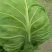 新茬精品薄皮青圆包菜大棚甘蓝基地，松软，质优，实力代办，