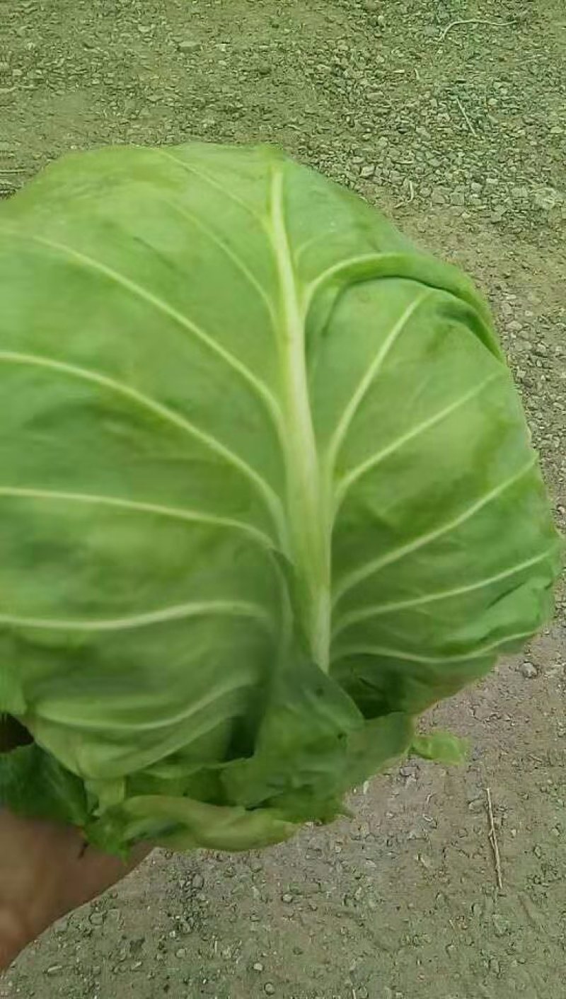 新茬精品薄皮青圆包菜大棚甘蓝基地，松软，质优，实力代办，