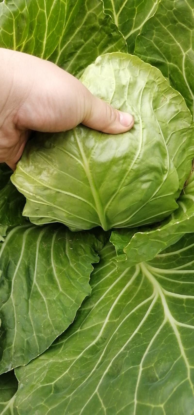 新茬精品薄皮青圆包菜大棚甘蓝基地，松软，质优，实力代办，