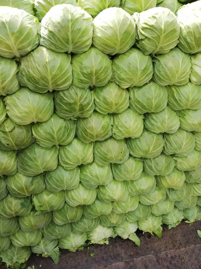 新茬精品薄皮青圆包菜大棚甘蓝基地，松软，质优，实力代办，