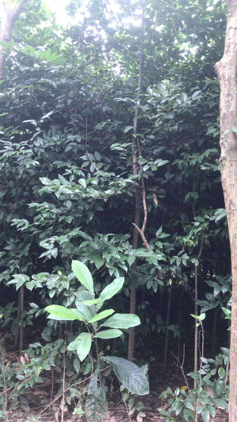 天竺桂/生货/天竺葵/天竺桂