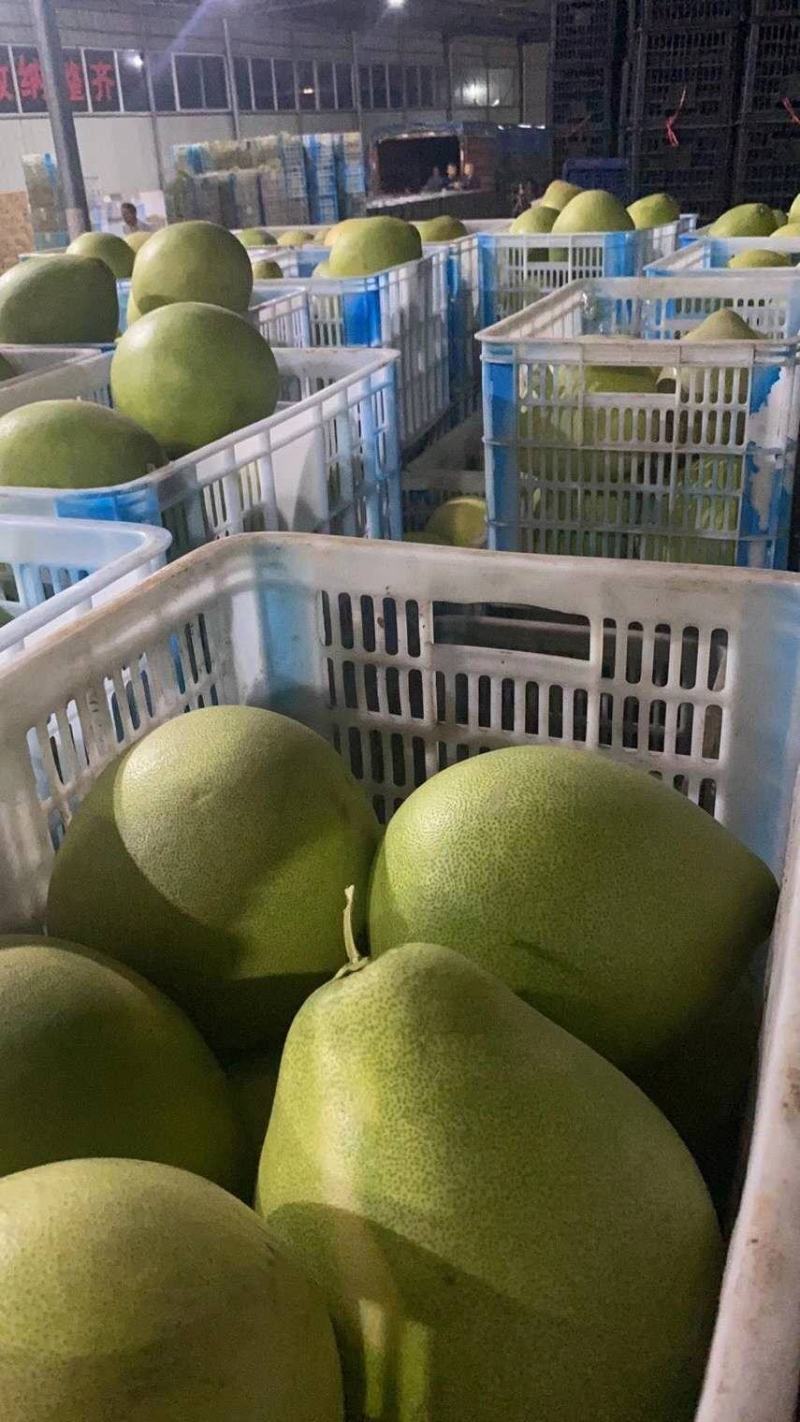 官西蜜柚正在上市中，加工包装代找返程车！