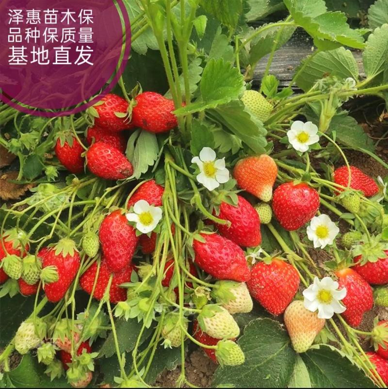 草莓苗，红颜，四季草莓苗，一级无毒草莓苗香蕉草莓苗