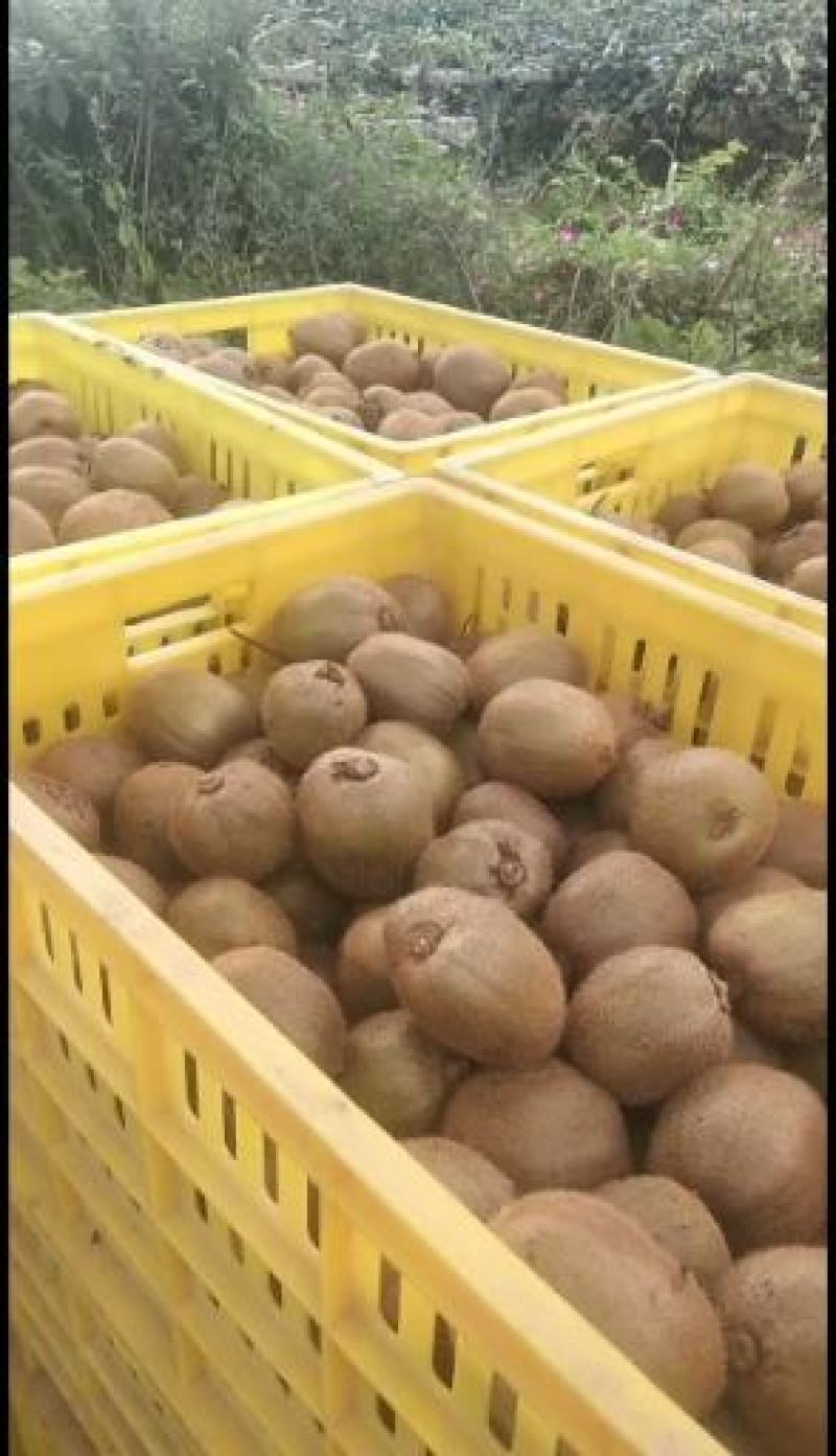 秦美徐香亚特海沃德秦美翠香华优西选一号金福，对接各大客商