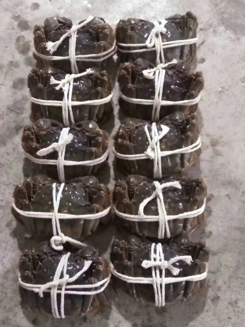 [正宗]阳澄湖特级精品礼盒大闸蟹，假一罚十
