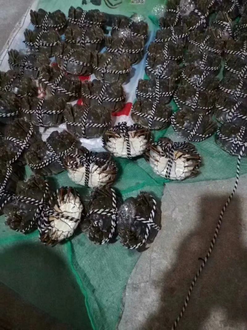 [正宗]阳澄湖特级精品礼盒大闸蟹，假一罚十