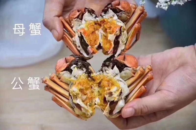 [正宗]阳澄湖特级精品礼盒大闸蟹，假一罚十