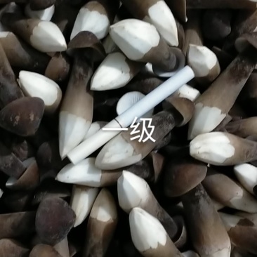 山东黑皮鸡枞菌，全国人民的共同选择
