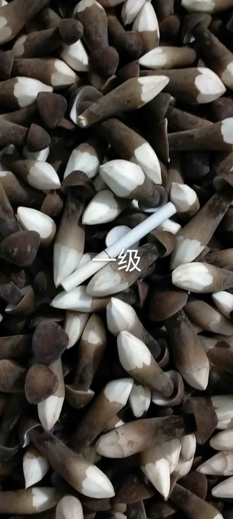山东黑皮鸡枞菌，全国人民的共同选择