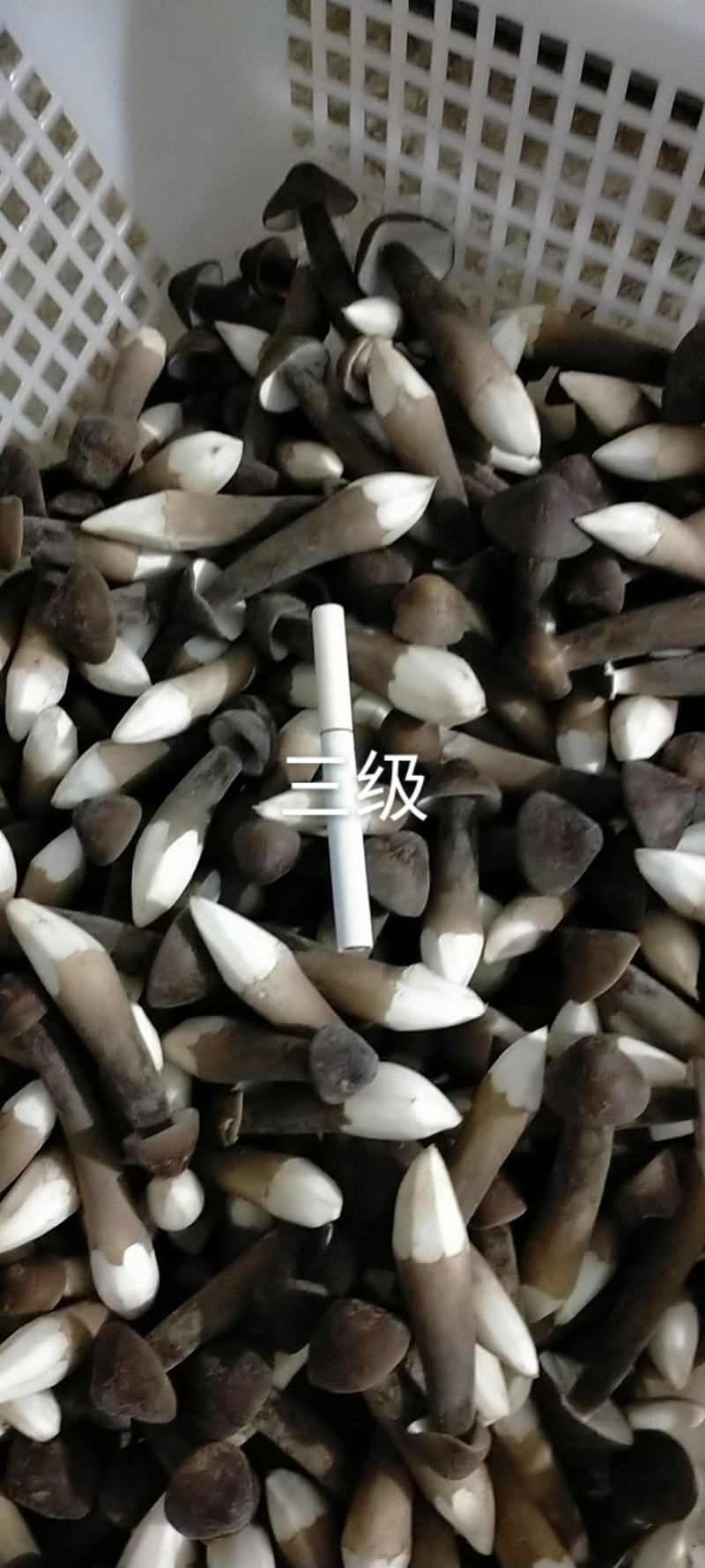 山东黑皮鸡枞菌，全国人民的共同选择