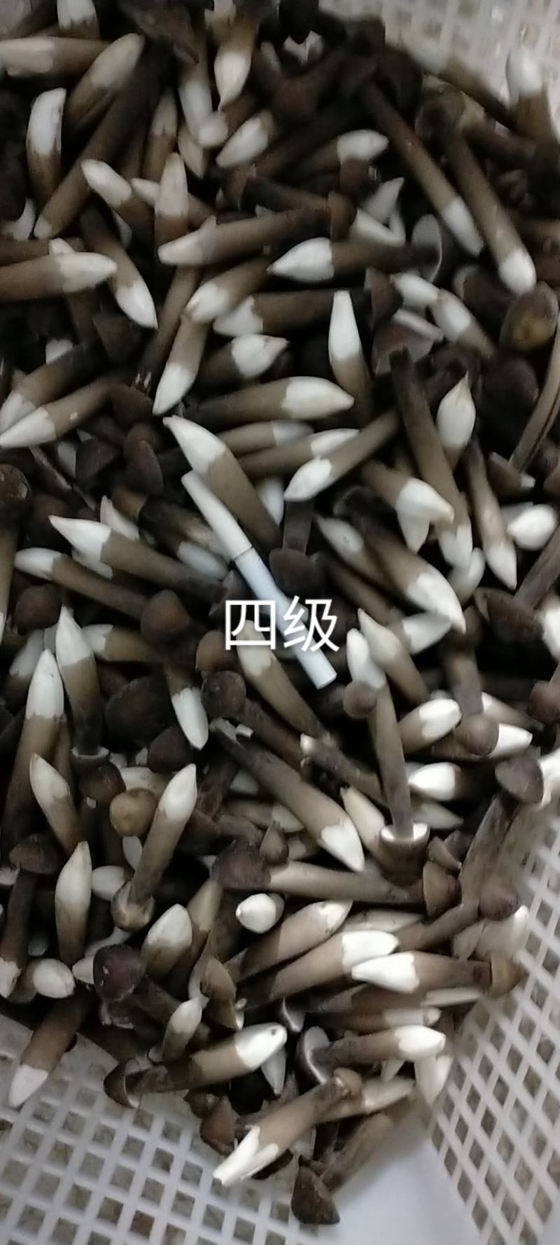山东黑皮鸡枞菌，全国人民的共同选择