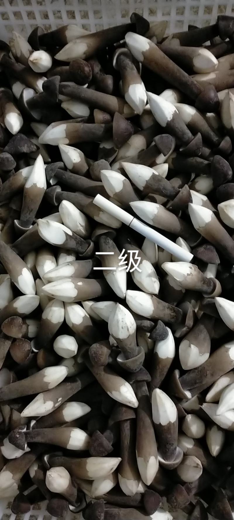 山东黑皮鸡枞菌，全国人民的共同选择
