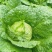 黄心菜白菜4~6斤净菜