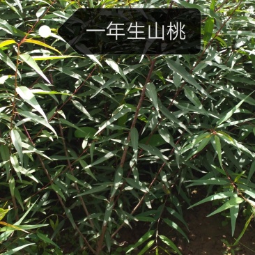 一年生山桃苗大量出售，欢迎广大新老客户前来，参观考察！