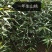 一年生山桃苗大量出售，欢迎广大新老客户前来，参观考察！