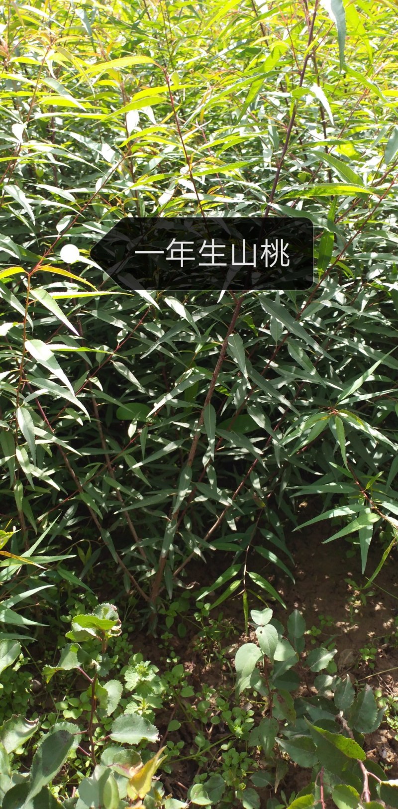 一年生山桃苗大量出售，欢迎广大新老客户前来，参观考察！