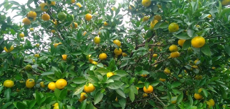 本地早(新余蜜桔)大量上市了价格美丽。。。。