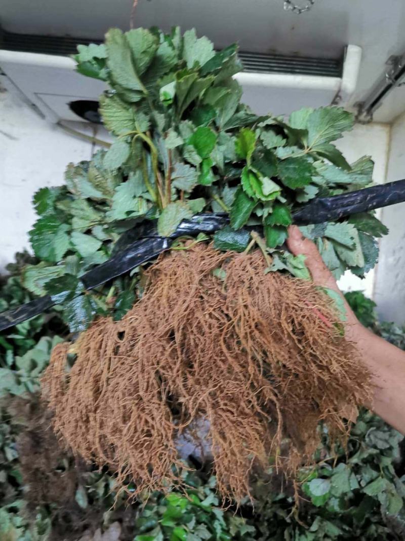 章姬草莓苗脱毒章姬草莓苗甜宝草莓苗根系发达无病害