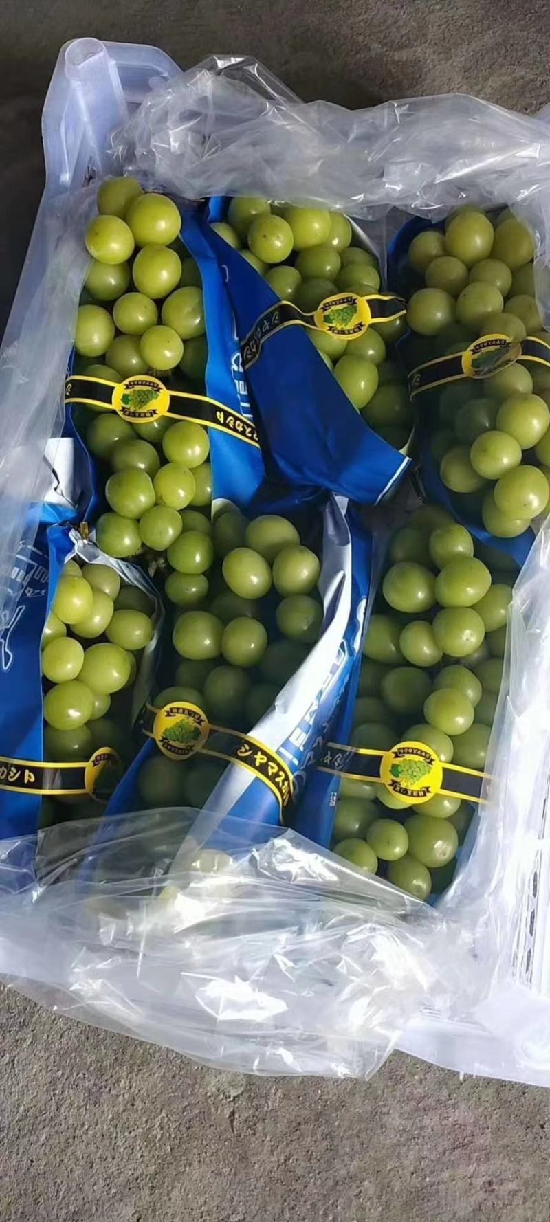 阳光玫瑰葡萄价格阳光玫瑰葡萄产地阳光玫瑰葡萄基地