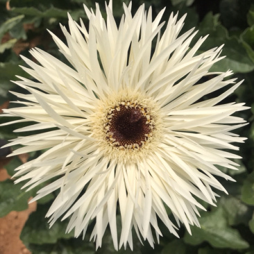 拉丝非洲菊苗（扶朗花）