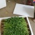 【实力】精品大叶香菜，产地直供，质量保证，实力代办