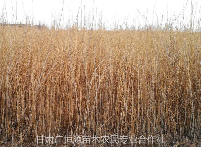 2021年梭梭苗供应商甘肃梭梭基地梭梭苗木价格